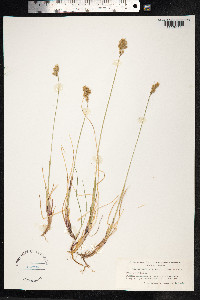 Anthoxanthum monticola image