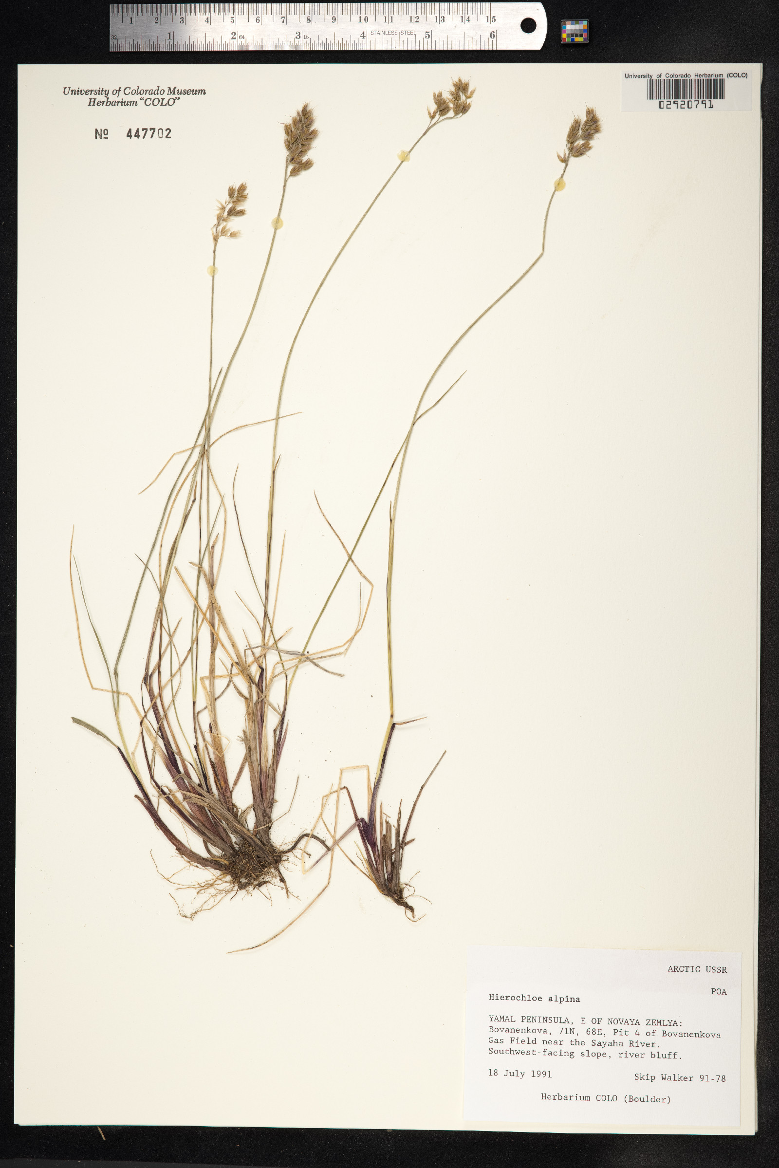 Anthoxanthum monticola image