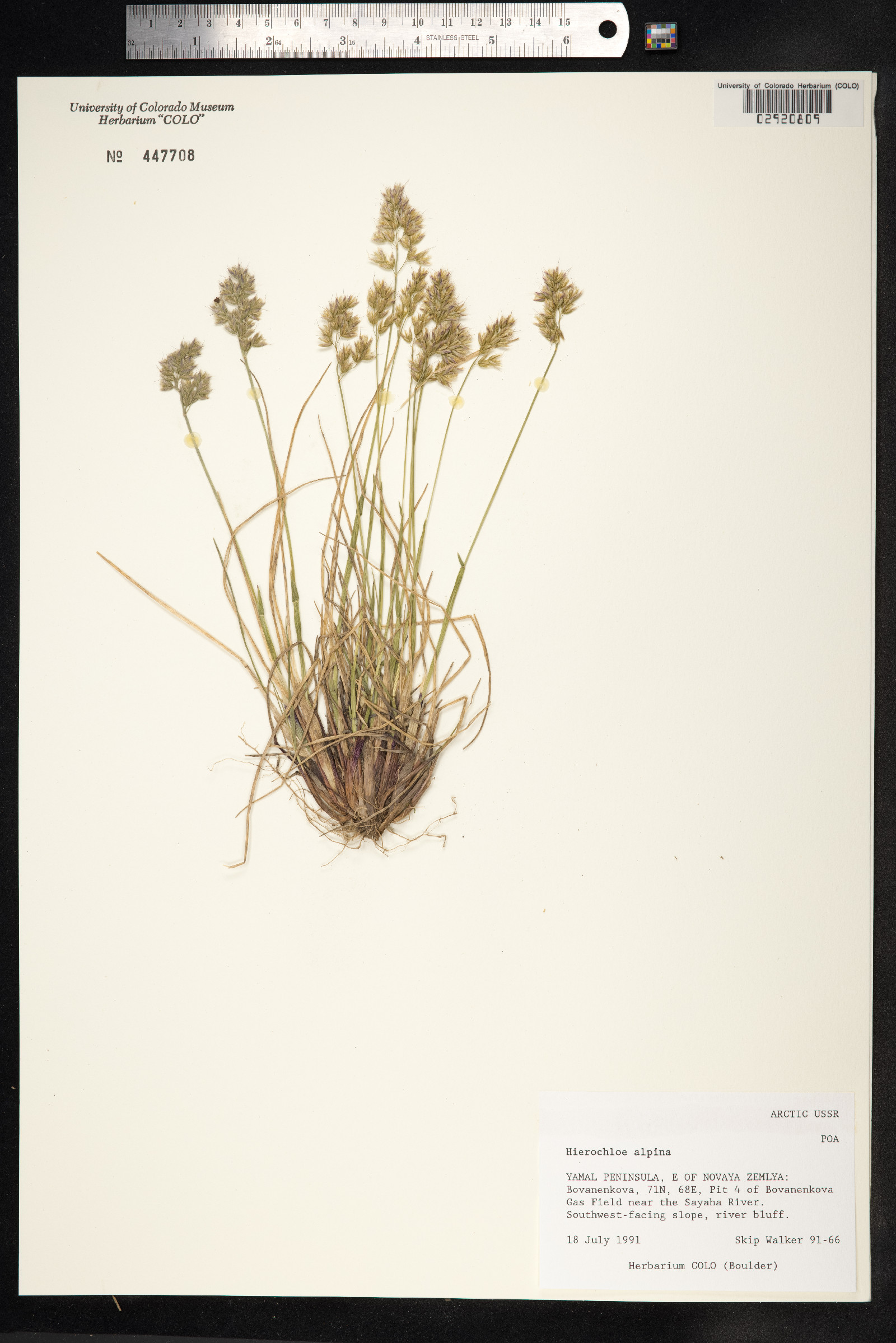 Anthoxanthum monticola image
