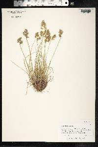 Anthoxanthum monticola image