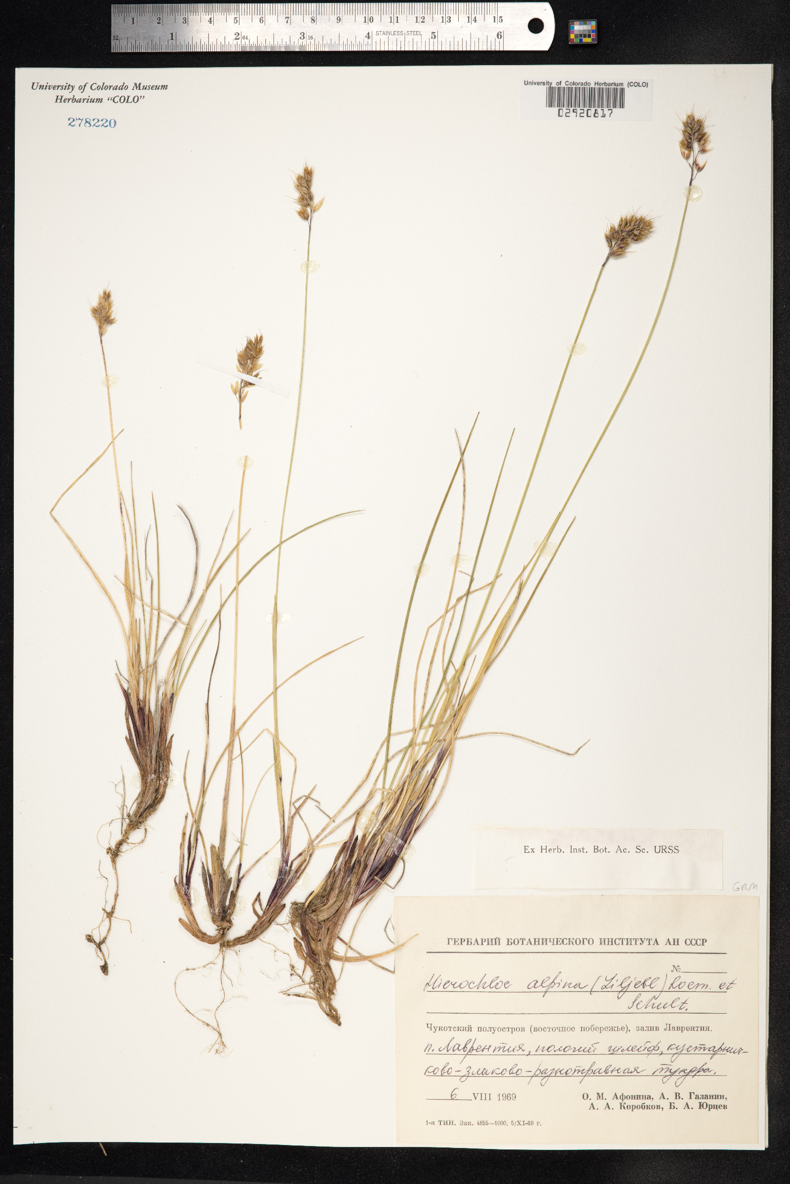 Anthoxanthum monticola image