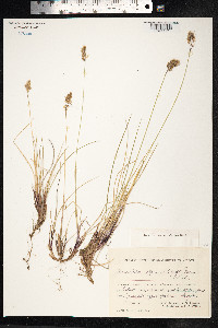 Anthoxanthum monticola image