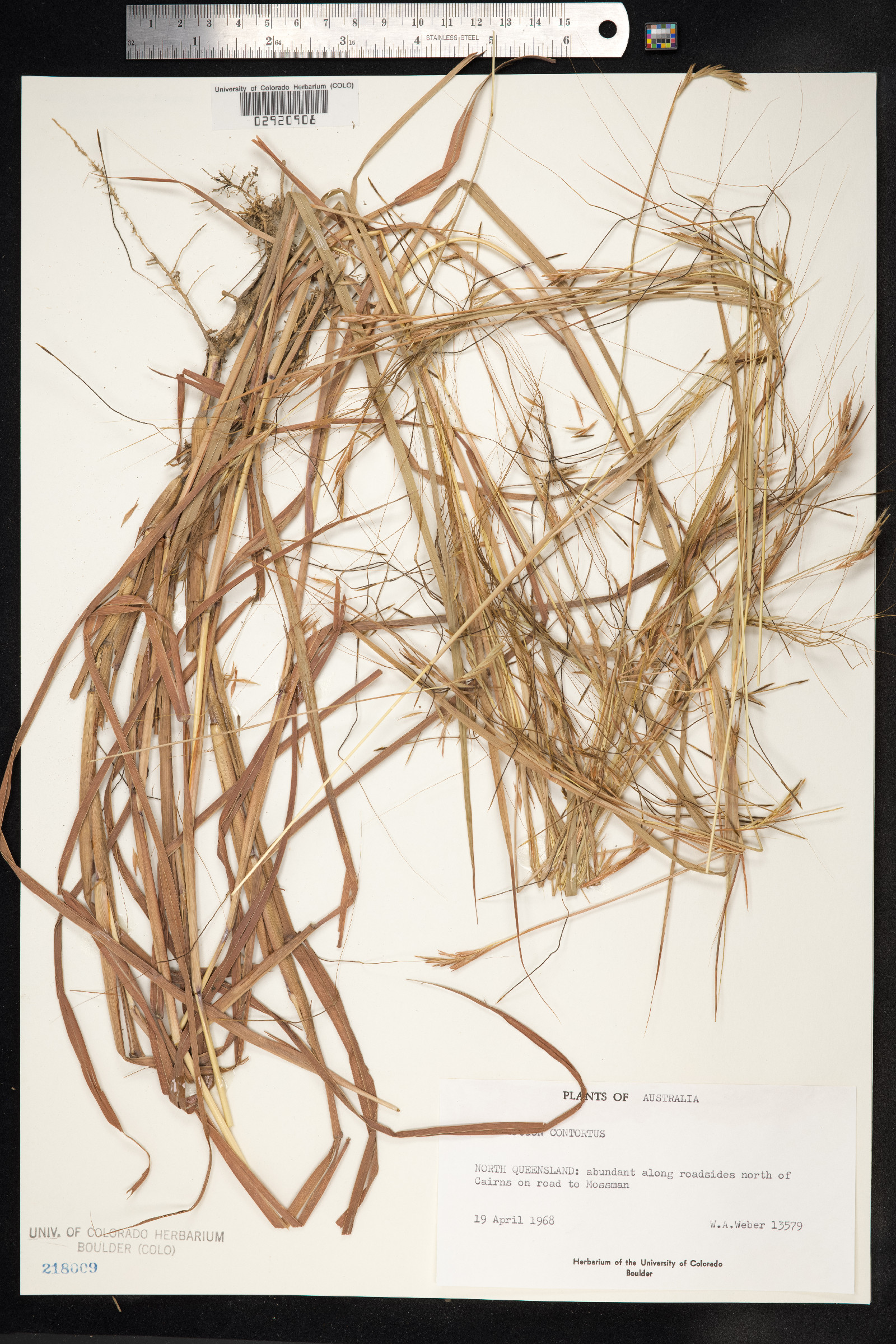 Heteropogon contortus image