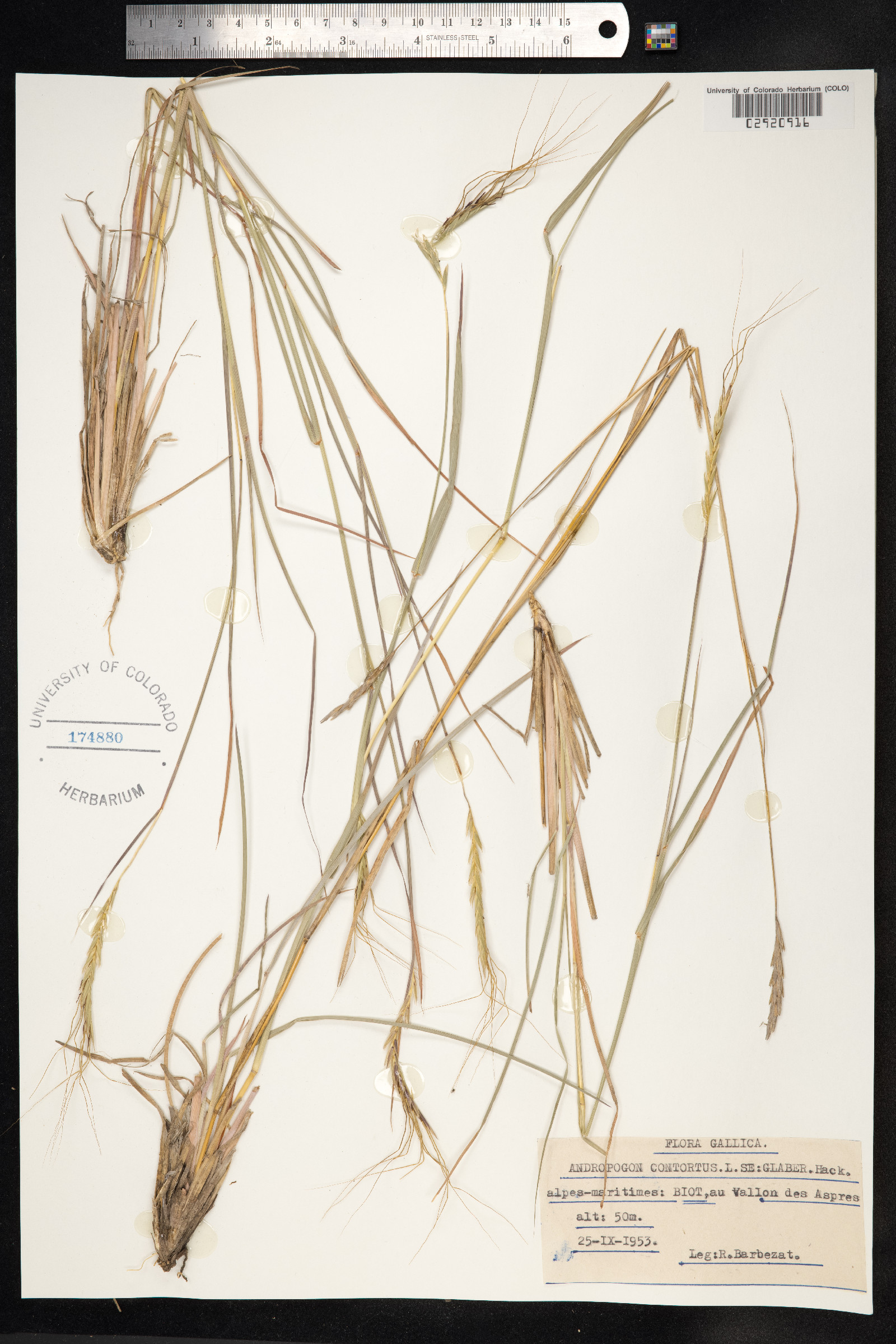 Heteropogon contortus image