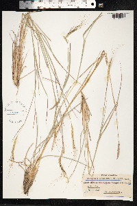 Heteropogon contortus image