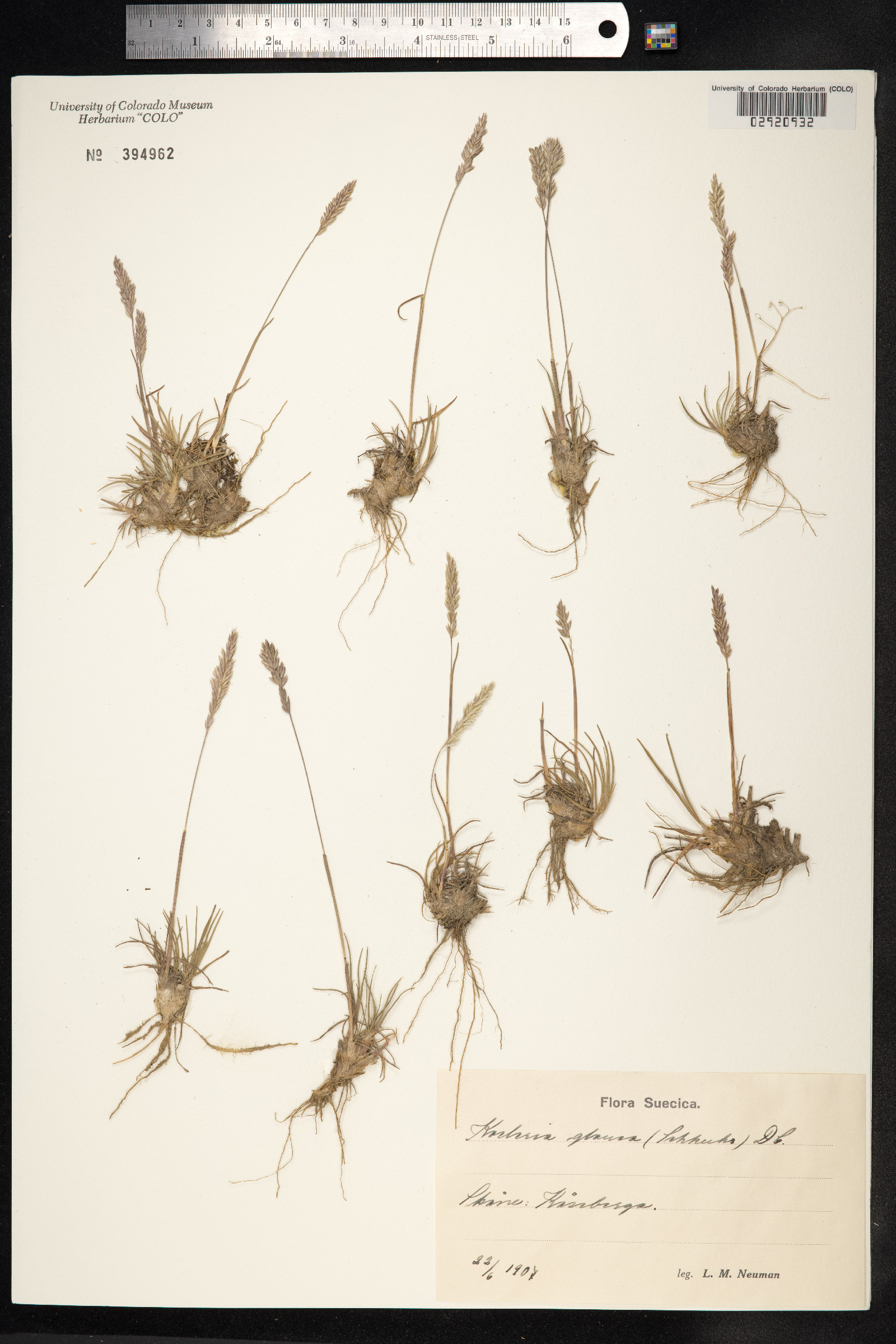 Koeleria glauca image