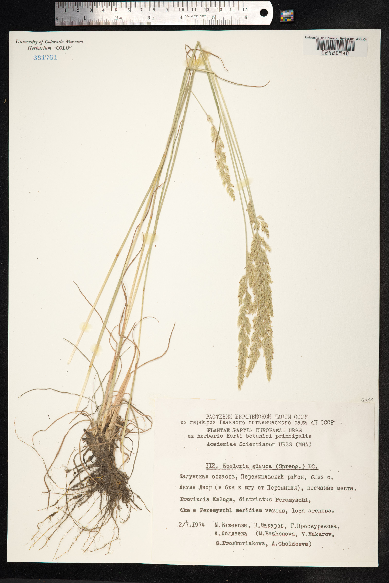 Koeleria glauca image