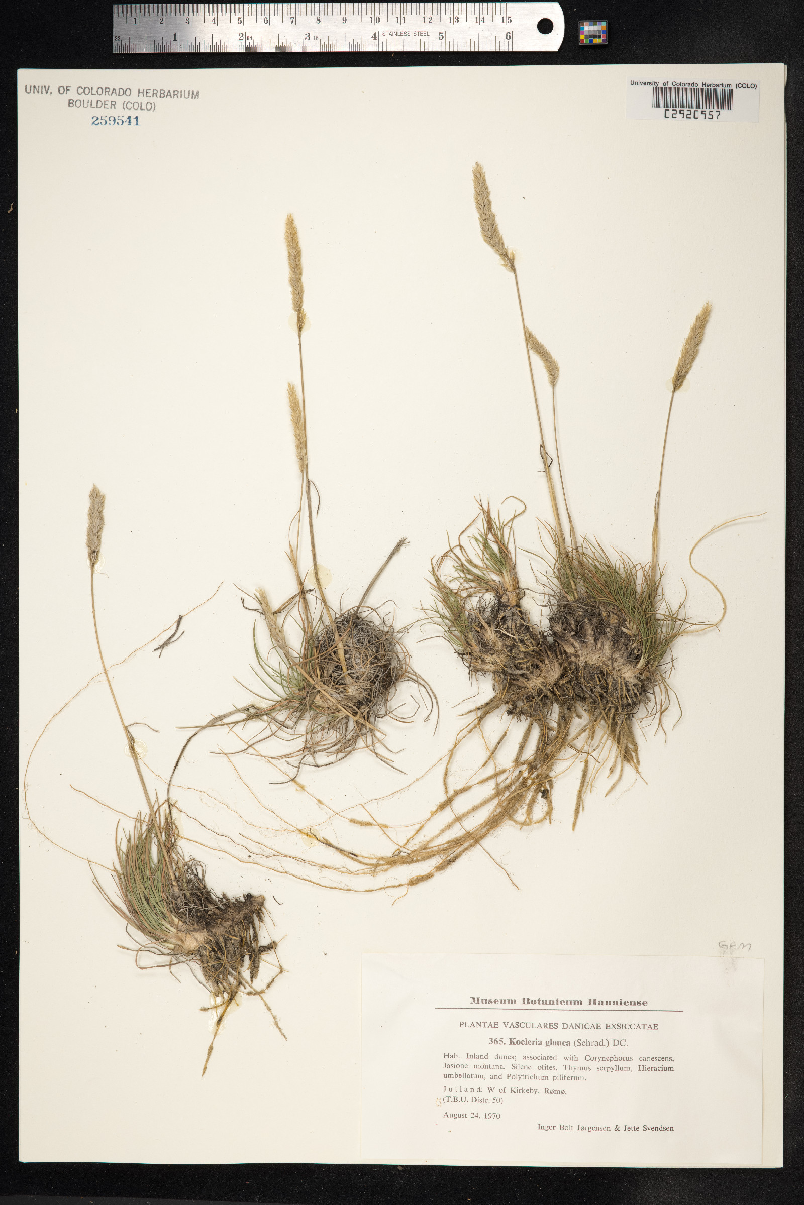 Koeleria glauca image