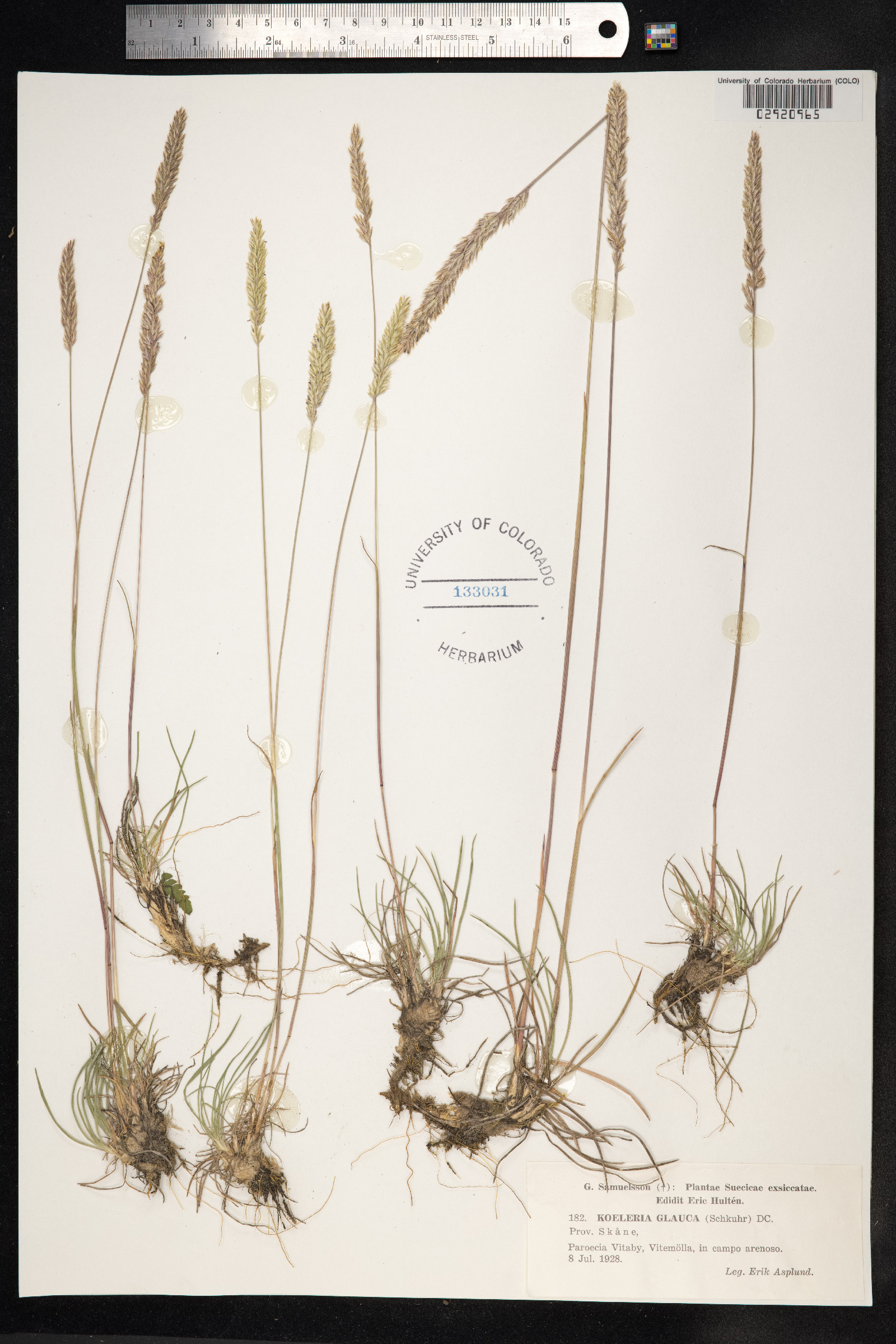 Koeleria glauca image