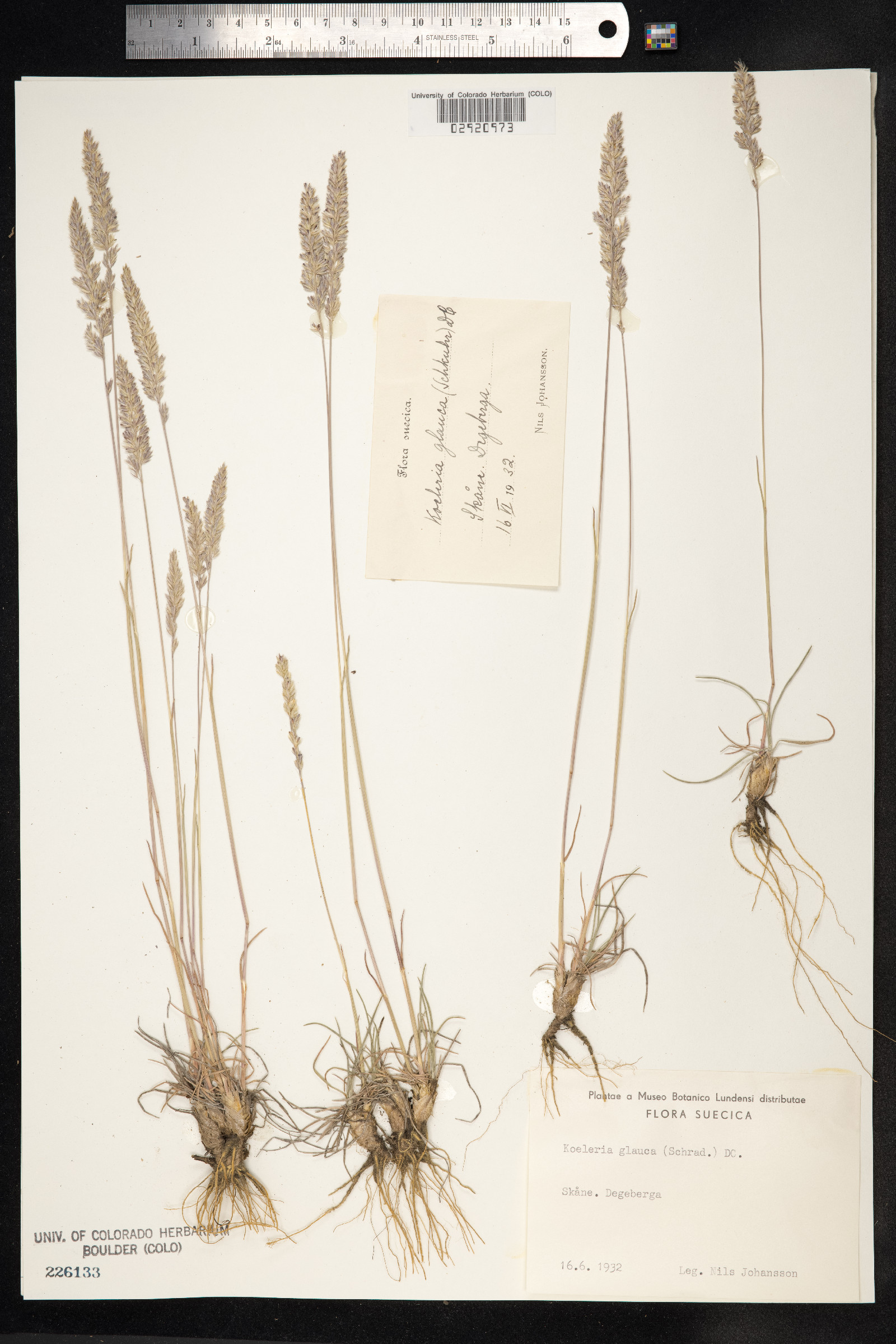 Koeleria glauca image