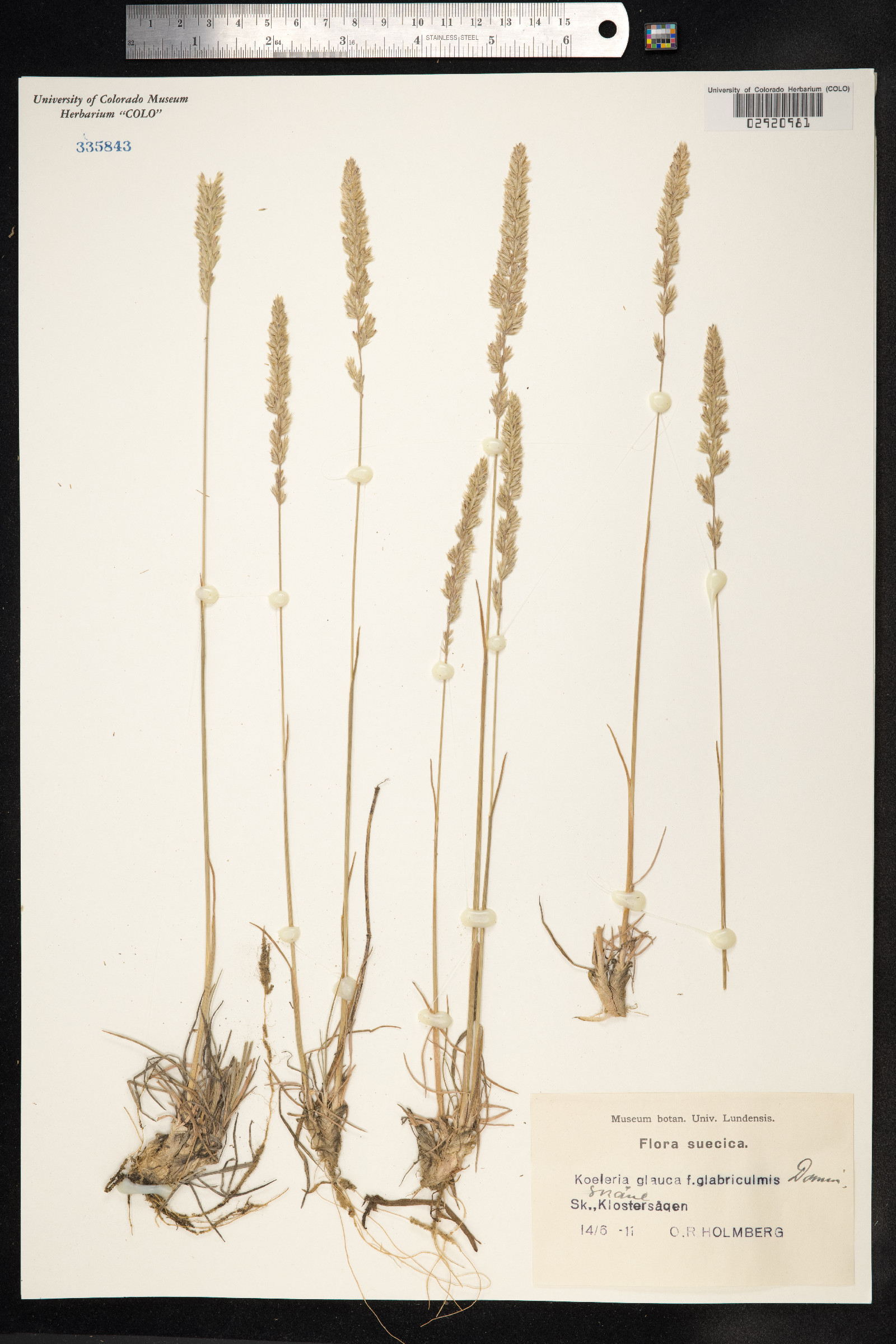 Koeleria glauca image