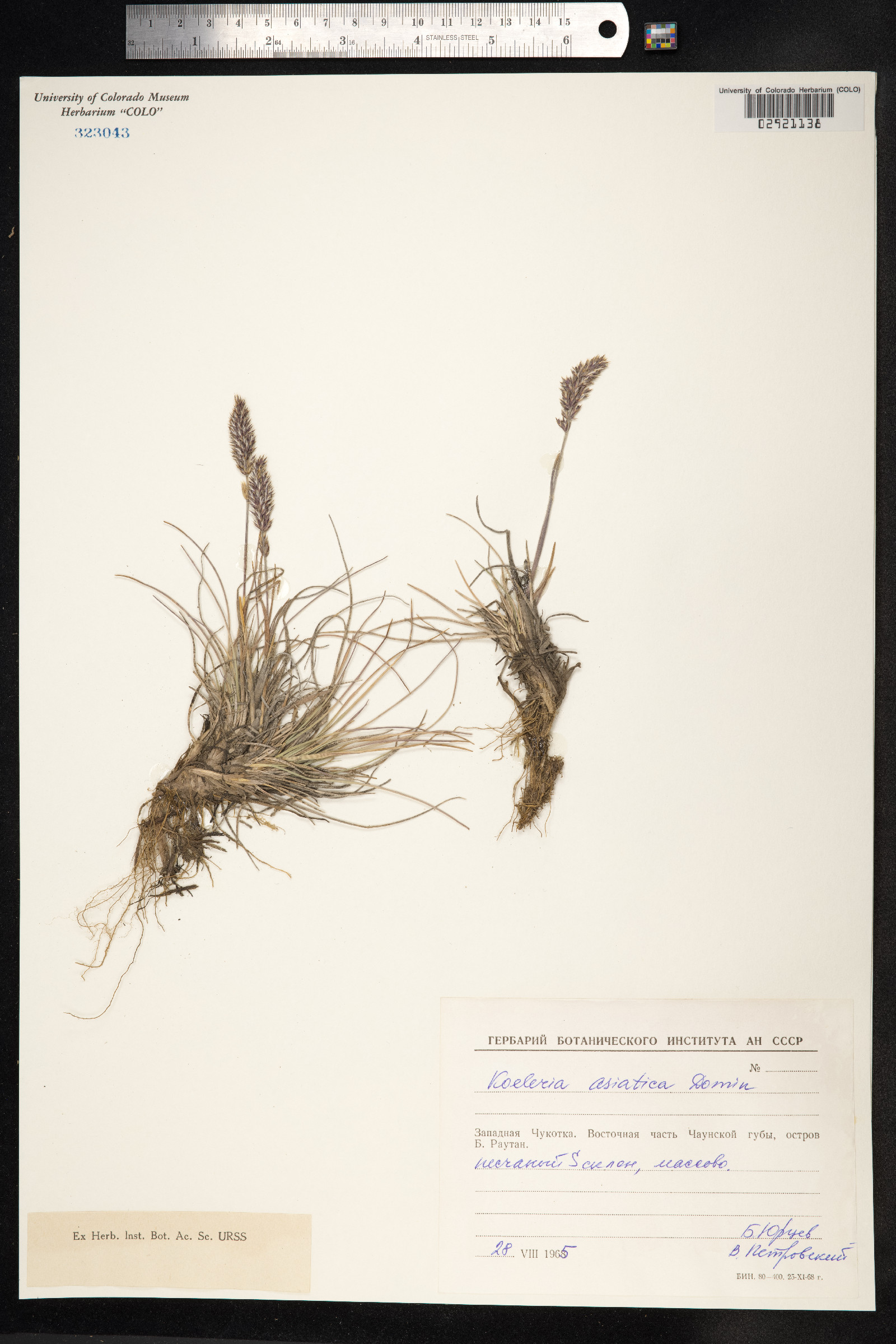 Koeleria asiatica image