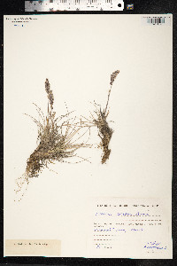 Koeleria asiatica image