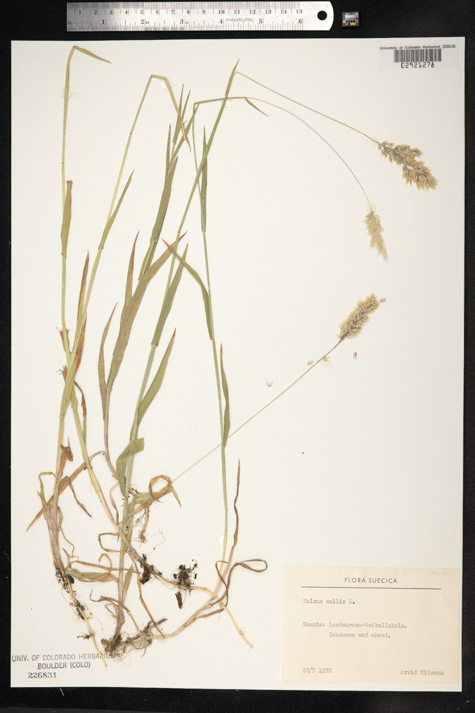 Holcus mollis image