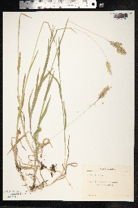 Holcus mollis image