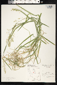 Holcus mollis image
