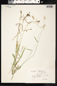 Holcus mollis image