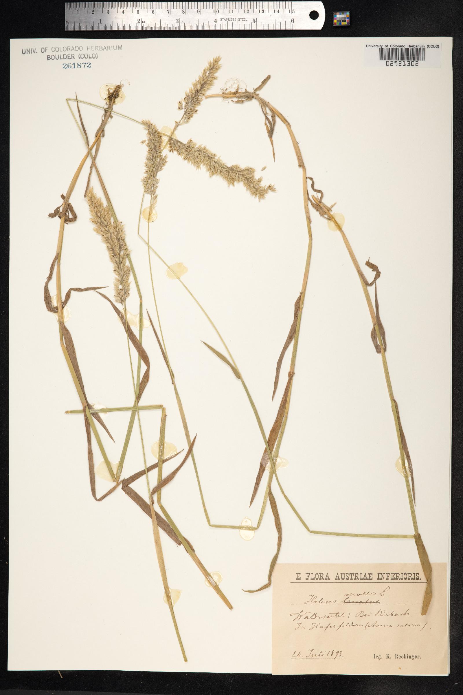 Holcus image