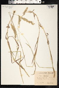 Holcus mollis image