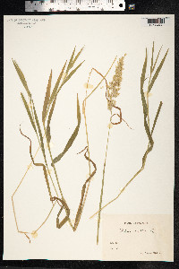 Holcus mollis image