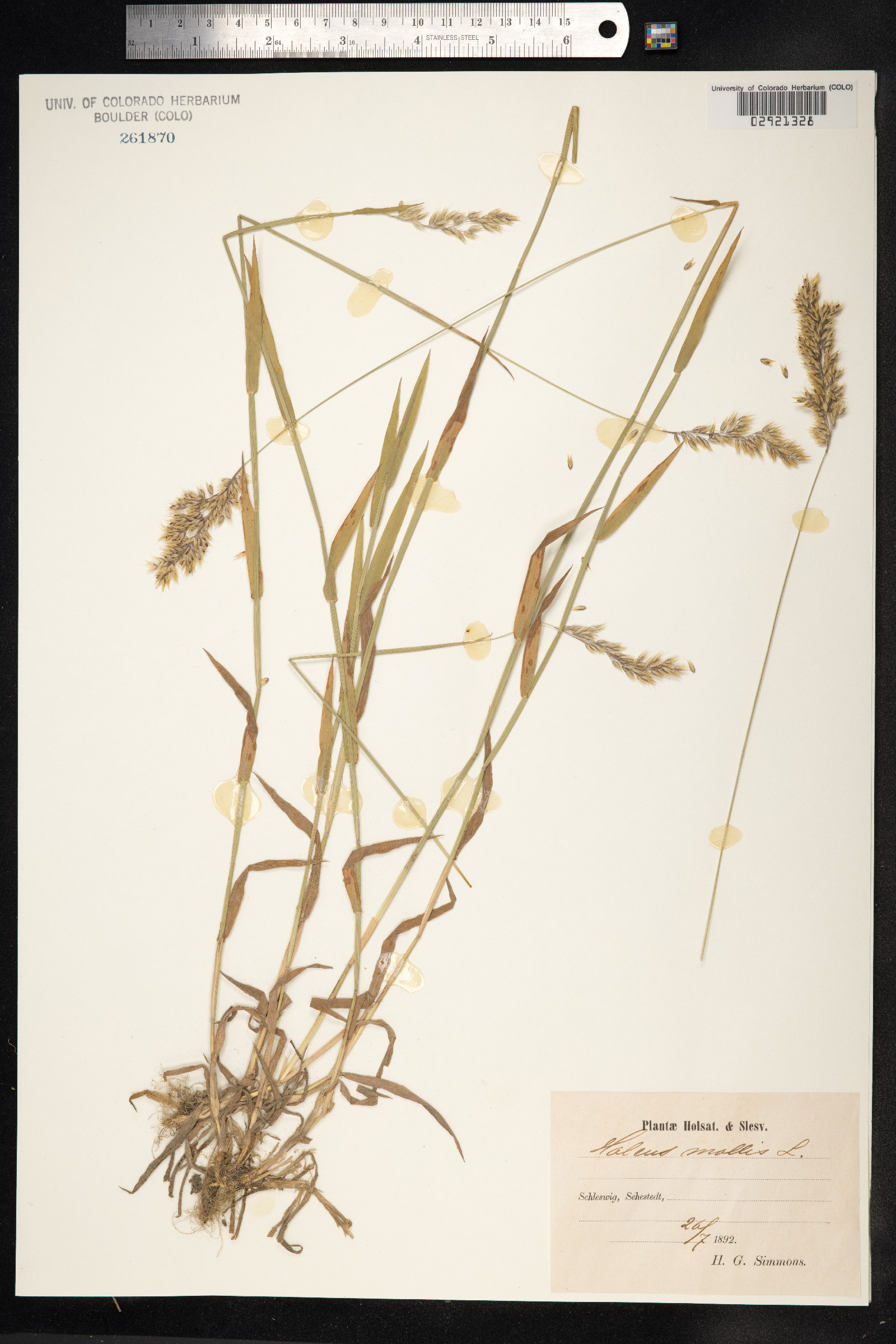 Holcus image