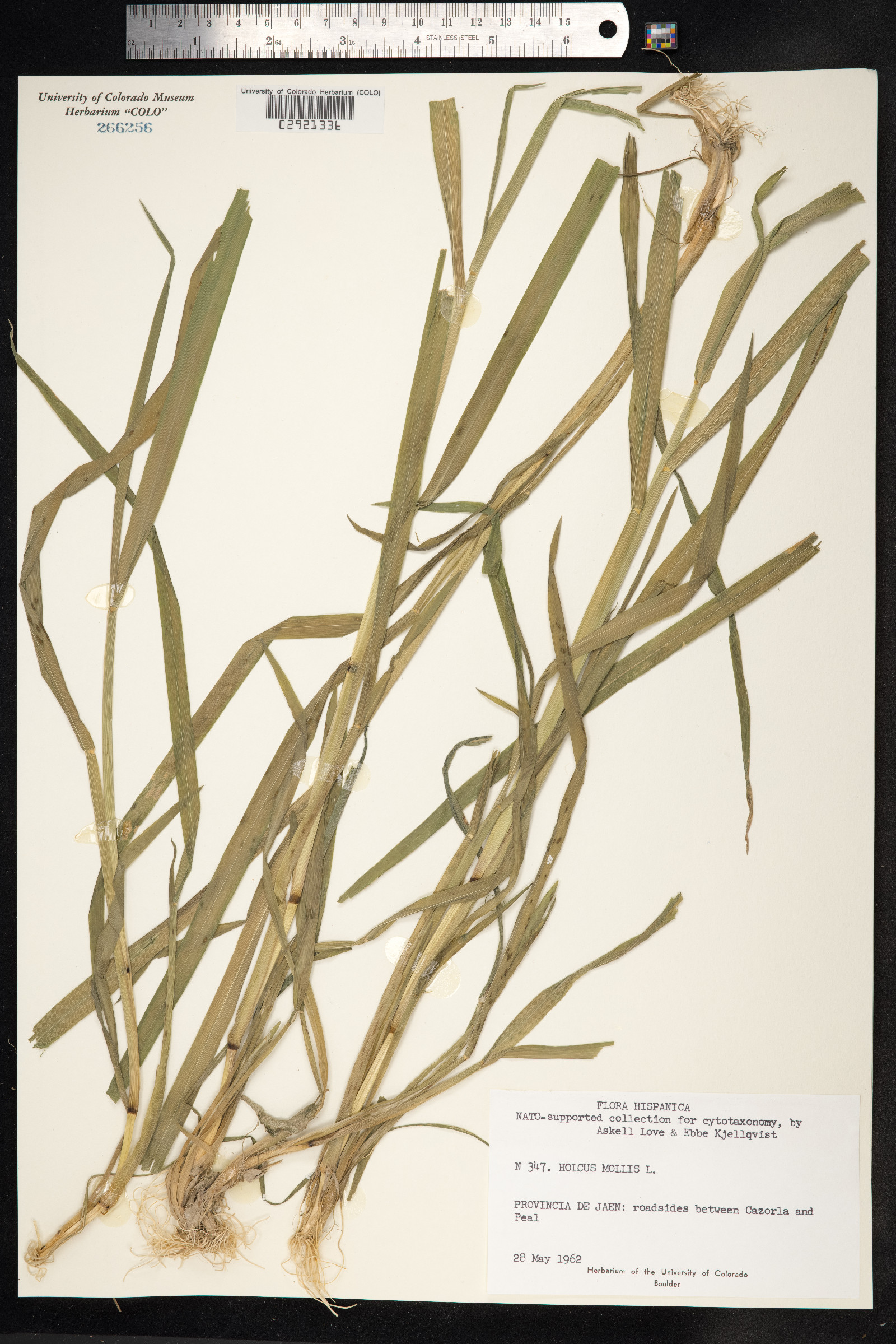 Holcus mollis image