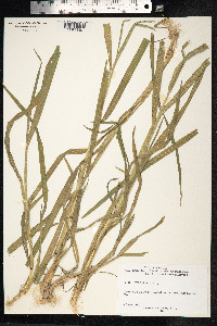 Holcus mollis image