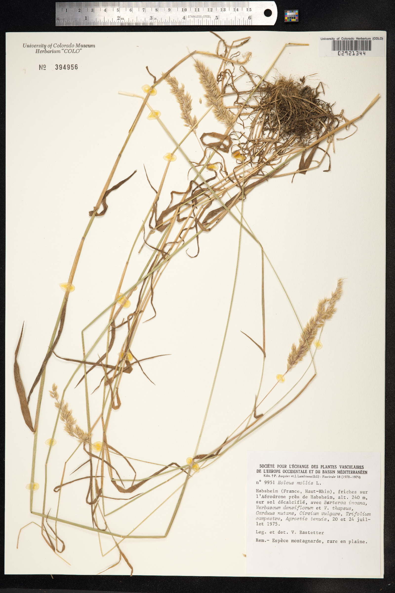 Holcus mollis image