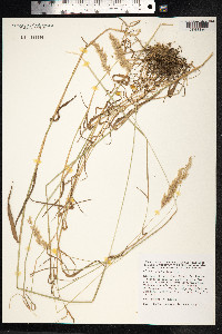 Holcus mollis image