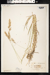 Holcus mollis image