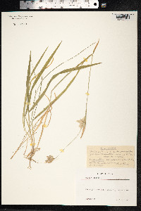 Holcus lanatus image