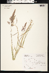 Holcus lanatus image