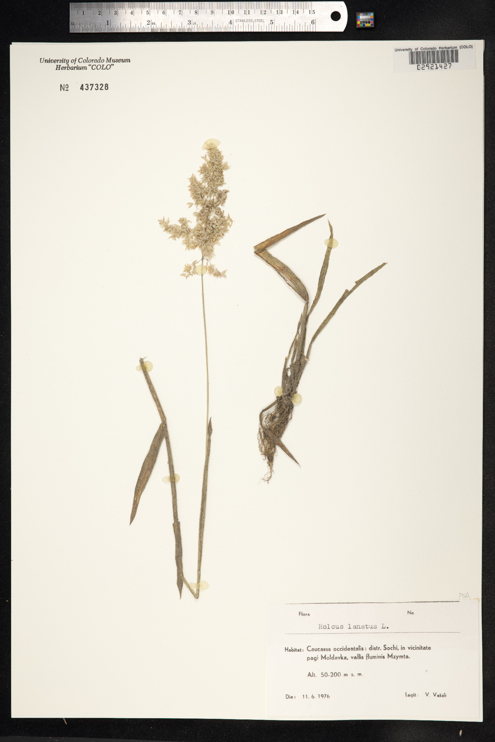 Holcus lanatus image