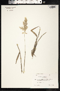 Holcus lanatus image