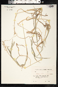 Holcus lanatus image