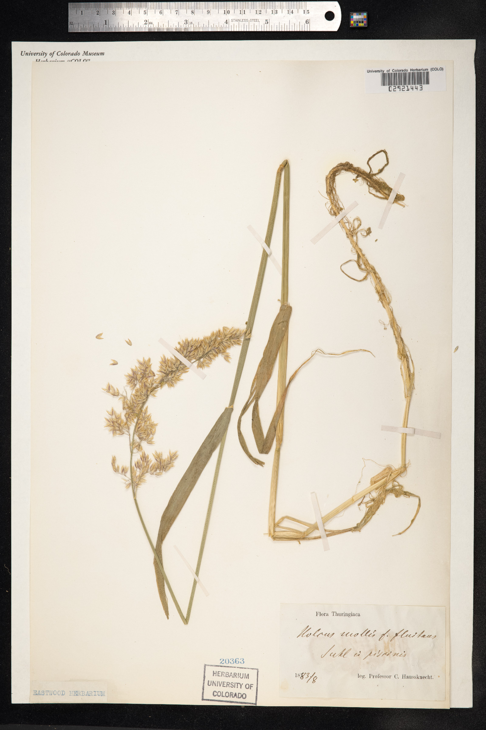 Holcus image