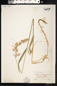 Holcus mollis image