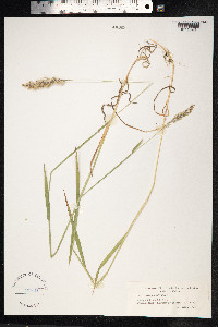 Holcus mollis image
