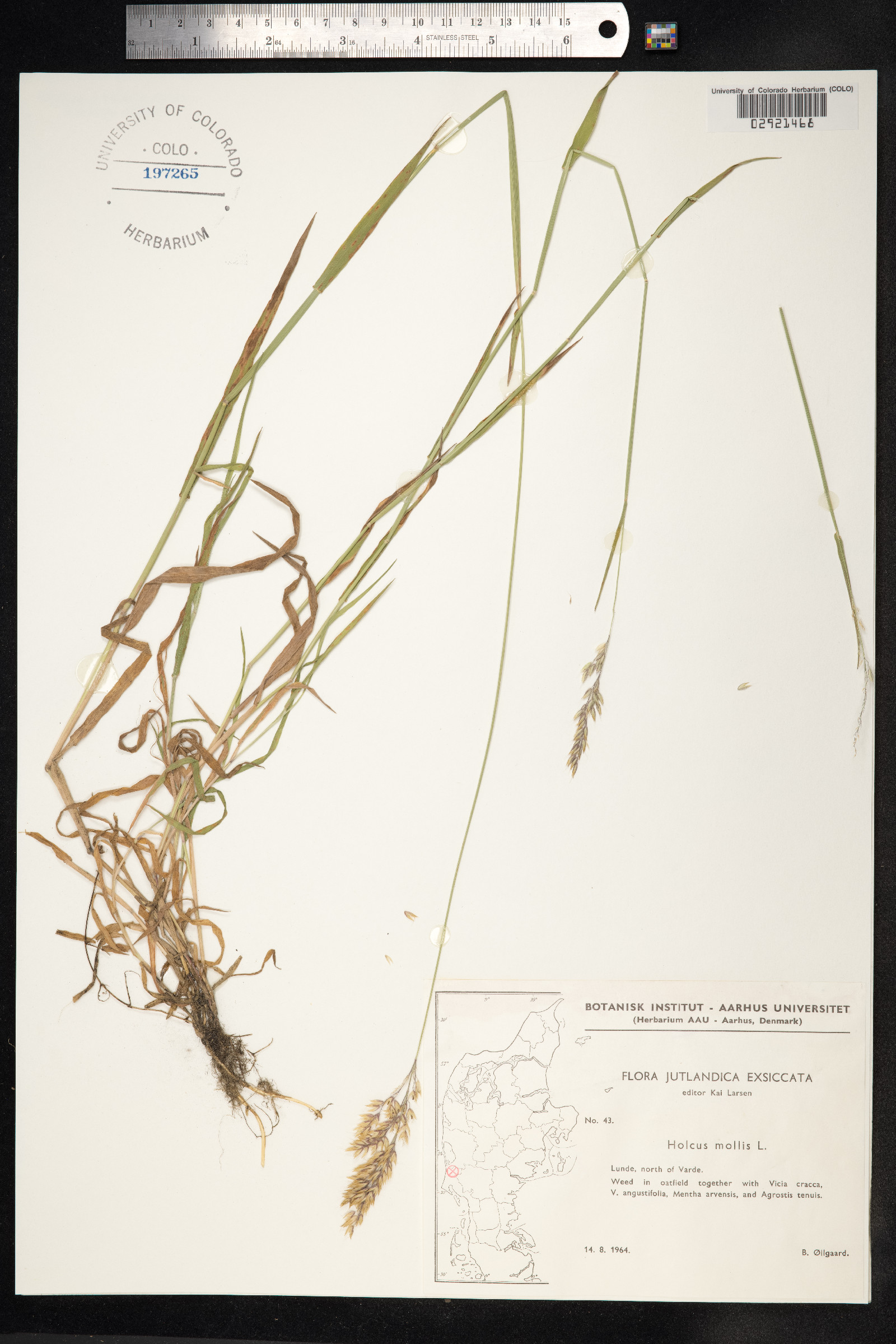 Holcus mollis image