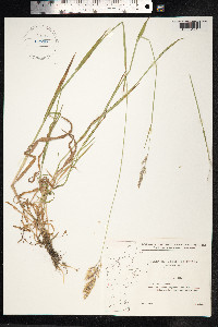 Holcus mollis image