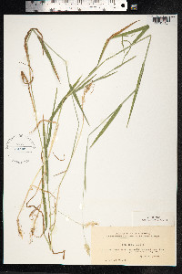 Holcus mollis image