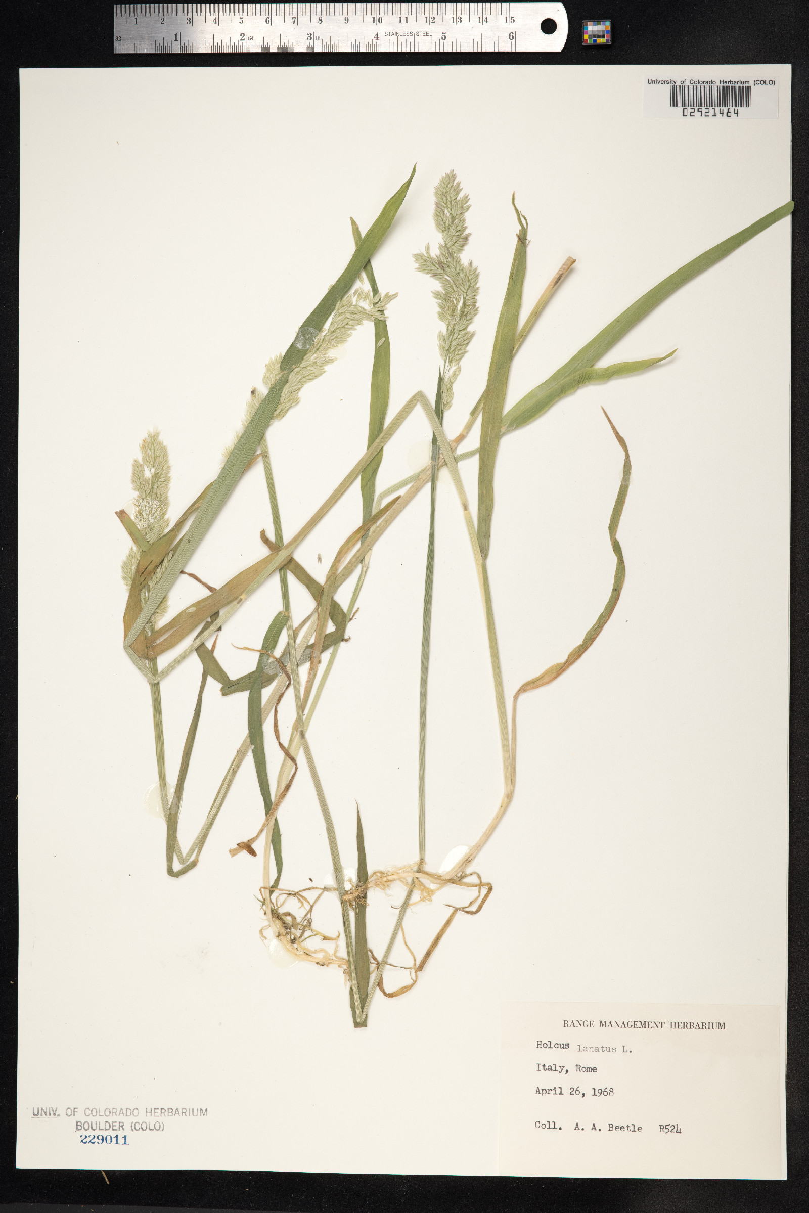 Holcus lanatus image