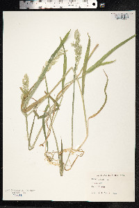 Holcus lanatus image