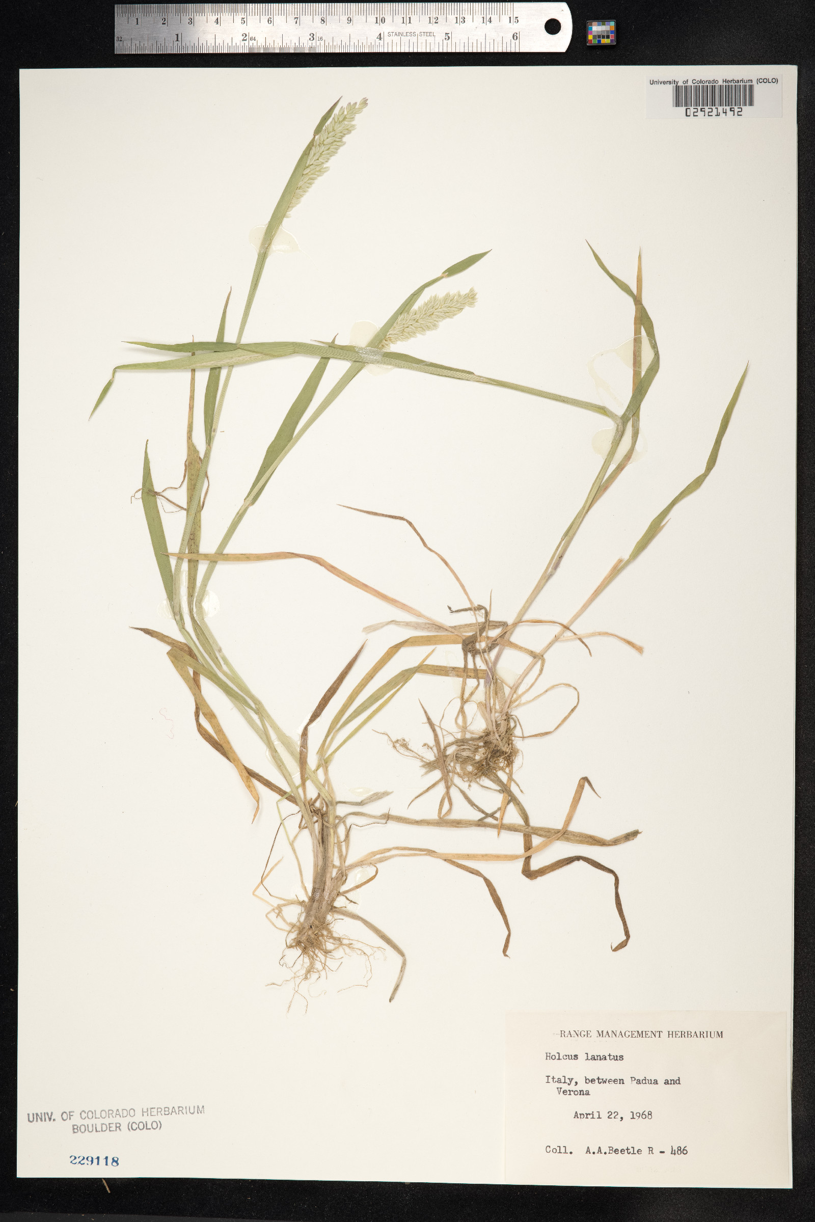 Holcus lanatus image