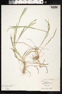 Holcus lanatus image