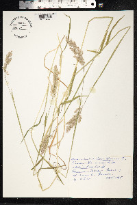Holcus lanatus image