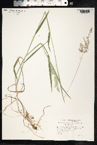 Holcus lanatus image