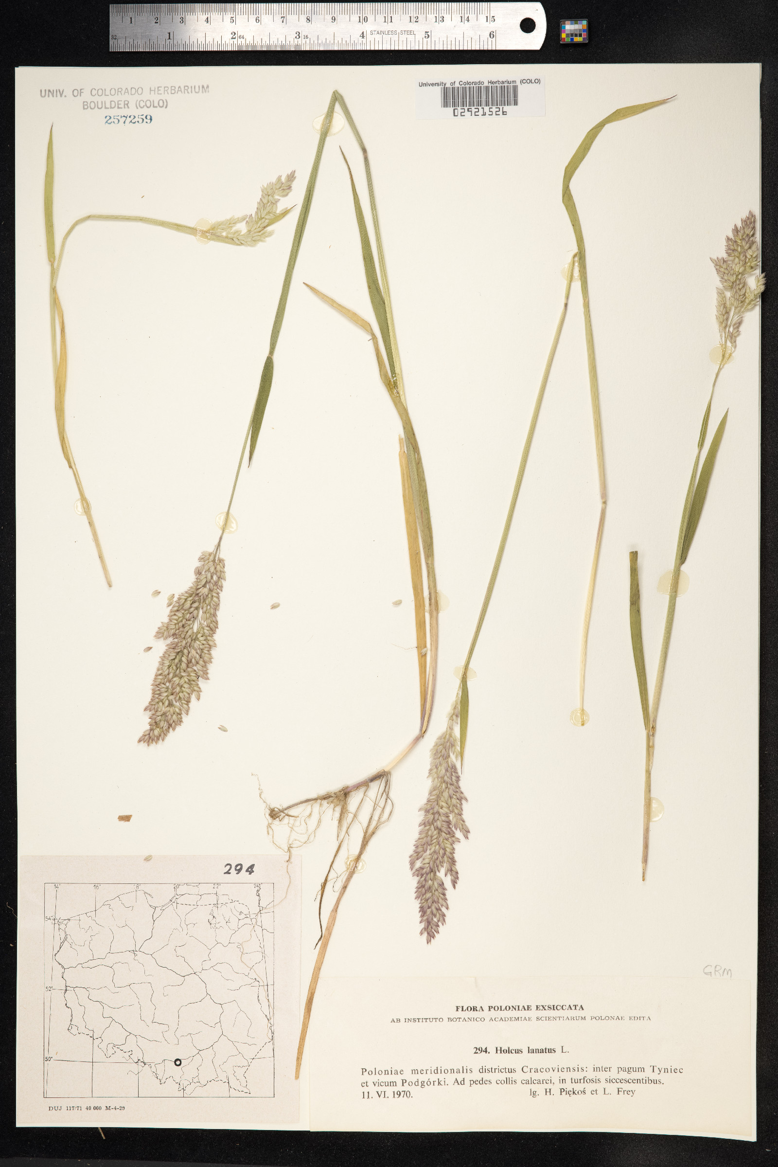 Holcus lanatus image