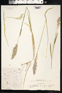 Holcus lanatus image