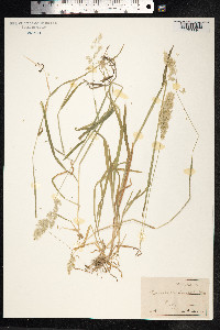 Holcus lanatus image